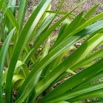 Agapanthus praecox Leaf