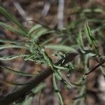 Centaurea paniculata Blad