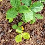 Trillium sessile 叶