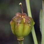 Fritillaria pluriflora Fruit