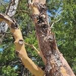 Arbutus menziesii Bark