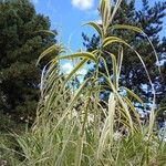 Arundo donax Συνήθη χαρακτηριστικά