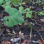 Petasites hybridus Leaf