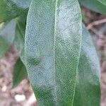 Myoporum laetum Leaf