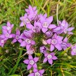 Gentianella germanica Flor
