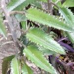 Kalanchoe daigremontiana Leaf