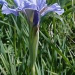 Iris setosa Habit