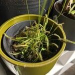 Drosera capensis Habit