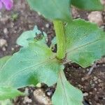 Valeriana graciliflora Leaf