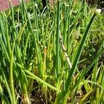 Allium fistulosum Blad