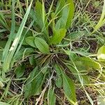 Crepis mollis Habitus