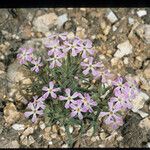 Phlox longifolia Hàbitat