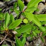 Rhamnus saxatilis Fuelha