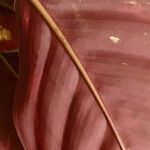 Calathea roseopicta Hoja