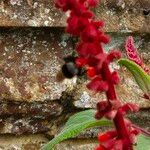 Salvia confertiflora Flower