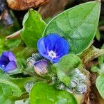 Omphalodes verna Flower