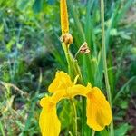 Iris pseudacorusFlor