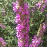 Lythrum salicariaFlower