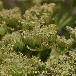 Ligusticum ferulaceum Frukt