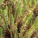 Euphorbia paralias Folha