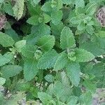 Teucrium arduini Лист