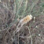 Phalaris aquatica Mbuma