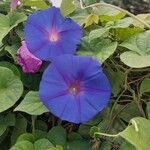 Ipomoea indica 花