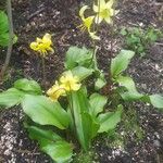 Erythronium tuolumnense Fleur