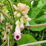 Martynia annua Flower