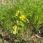 Goodenia ovata Blad