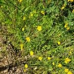 Ranunculus californicus Blomma