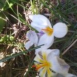 Crocus biflorus 花