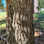 Quercus stellata Bark