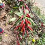 Aloe divaricata Flor
