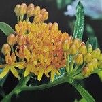 Asclepias tuberosa Blüte