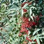 Nandina domestica موطن