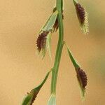 Leptothrium senegalense പുഷ്പം