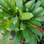 Vriesea carinata 葉