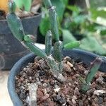 Hatiora rosea Листок