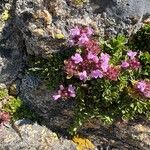 Thymus praecoxFlower