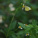 Bidens alba Outro