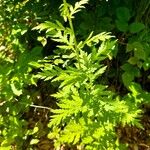 Tanacetum macrophyllum Blad