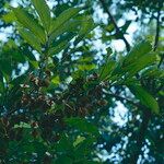 Combretum micranthum Blatt