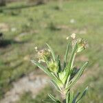 Plantago afra Liść