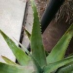 Aloe globuligemma Levél