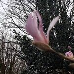 Magnolia x soulangeana Blomma