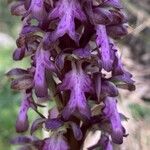 Himantoglossum robertianum Fula