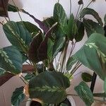 Goeppertia undulata 葉
