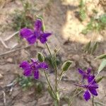 Delphinium pubescens 花