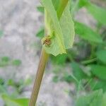 Reichardia tingitana പുറംതൊലി